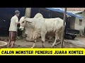 Download Lagu Calon Monster Elit Penerus Suryo Menggolo Sang Juara Kontes Nasional|Sapi PO Kebumen