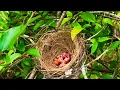 Download Lagu Parent Birds Rescue Babies From Ants Attack! (2) – Ant Attack Baby Bulbul (Bird Watching Ep22)