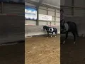 Lagu Bella rodeo pony #equestrian #manege #pony #horse #paardrijles #paardrijden #paardenvlog