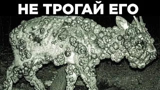 Необычные Кадры С Фотоловушек