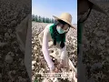 Download Lagu Inside China's Cotton Fields: Witness the Workers' Daily Grind