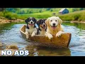 Download Lagu 12 Hours of Dog Calming Music for Dogs 💖 Separation Anxiety Relief Music for Dogs 🐶🎵 dog music