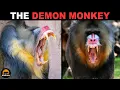 Download Lagu Mandrill - The Demon Monkey of the Rainforest