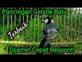 Download Lagu Masteran gelatik batu gacor ampuh untuk pancingan, terapi \u0026 pikat