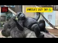 Gorilla Jameela's Lazy Ride and Kayembe’s Tumbles 🦍
