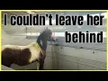 Download Lagu Rescue HORSE transformation ~ She is BEAUTIFUL now!