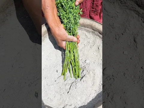 Como enraizar esquejes de ruda usando la ceniza de leña o madera para tener mas plantas en casa