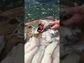 How to Clean a Cod s Head - Newfoundland Style