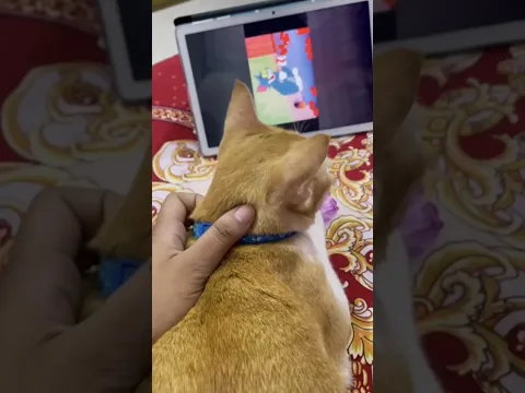 What's your pet's favourite cartoon? 🐾✨ #cats #catlovers #shortvideo
