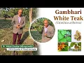 Lagu Gambhari (Gmelina arborea) Ayurvedic Properties \u0026 Health Benefits by Dr.Vikram Chauhan (MD-Ayurveda)