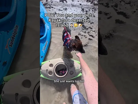 Should I take all my cats to the deserted island? 😳 #shorts #pov #cats #dogs #island