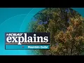 What is mountain cedar KSAT Explains