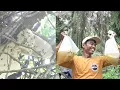 Download Lagu Sarang lebah di pohon ruwet alhamdulillah di bayar kontan #madu #hutan #apisdorsata #lestari #vidio 