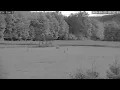 PA Elk Camera 1