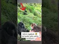 Download Lagu CEMBURU nih yee‼️ #fypshorts #funny #ngakak #lucu #funnyreaction #memes #comedy