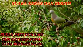 Download PIKAT PUNAI SUARA BERSIH DAN KERAS MP3