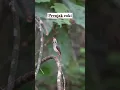 Download Lagu prenjak coki #burungmerdu #burung #burungkicaudialamliar #birds #masteranjernih #prenjakcoki