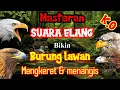 Download Lagu SUARA ELANG UNTUK KUATKAN MENTAL BURUNG LOMBA..