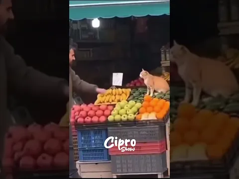 ESTE GATO NO TIENE CONTROL #viral