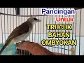 PUNYA TRUCUK BAHAN..? COBA PAKAI PANCINGAN INI  trucukan BAHAN ombyokan agar cepat bunyi gacor