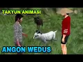 Lagu TAKYUN ANIMASI || ANGON WEDUS ,bahasa tegal brebesan