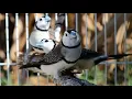 How to breed finches Owls Double Bars