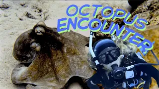 Octopus Encounter! Exploring Bonaire’s Stunning Reefs