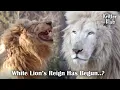 Download Lagu An Unprecedented War Between White Lions VS Lions Over King's Throne (Part 1) l Kritter Klub