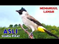 Download Lagu Suara Burung Kutilang Asli Pikat Juara Memanggil Lawan Agar Bunyi