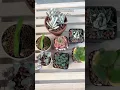 Download Lagu How to water your succulents correctly?! #succulent #watering #houseplants