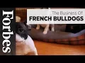 The Business of French Bulldogs Forbes