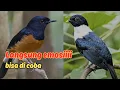 Download Lagu Masteran Spesial Ledakan 2025 Kompilasi Mewah Untuk Semua Jenis Burung