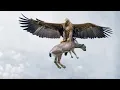 Download Lagu Las Aves Rapaces Más Poderosas del Mundo