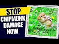 How to Stop Chipmunks From Destroying Your Garden Proven Methods