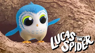 Will Arlo Fly More Lucas The Spider Cartoons for Kids