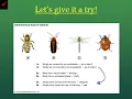 Unit 2 How to Use a Dichotomous Key