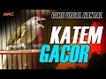 Download Lagu KAPAS TEMBAK GACOR SANG GURU VOCAL YANG HANDAL
