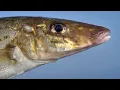 Lagu Catch King George Whiting Like a Pro! Ultimate Fishing Tips \u0026 Tricks!