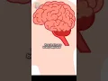 Download Lagu Mini-Stroke: The Silent Warning Before a Major Stroke #shortsfeed #shorts #tia