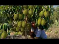 Lagu Sekali seumur hidup kamu harus coba cara ini agar durian tanam biji cepat berbuah