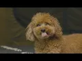 Camping in Heavy Rain with My Dog . 3-Room Inflatable Tent . Sound of Rain ASMR