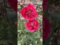 Download Lagu An opium poppy - one of the many fascinating finds at the Carlsbad Flower Fields #coolflowers #poppy
