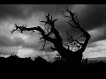 Ibo -  Schwarze Rose