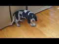 HANK the BLUETICK COONHOUND PUPPY