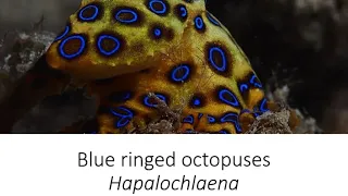 facts blue ringed octopuses hapalochlaena species spotlight