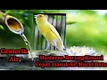 Masteran Burung Kenari dan Gemericik Air