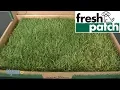 Fresh Patch from Fresh Patch