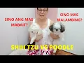 Toy Poodle VS Shih Tzu Ano ang pagkakaiba Sino ang mas mabait