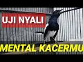 Download Lagu KACER KONSLET UNTUK MENGUJI MENTAL EMOSI KACER