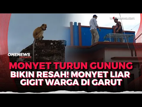 Monyet Liar Masuk Pemukiman hingga Serang Warga, Ibu di Garut Terluka